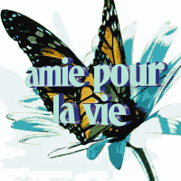 aime